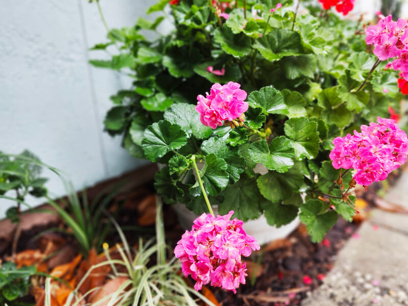 front garden pink geranium