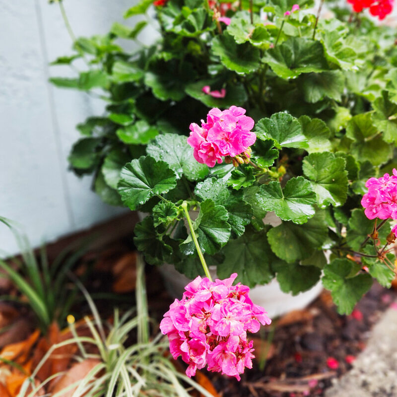 front garden pink geranium