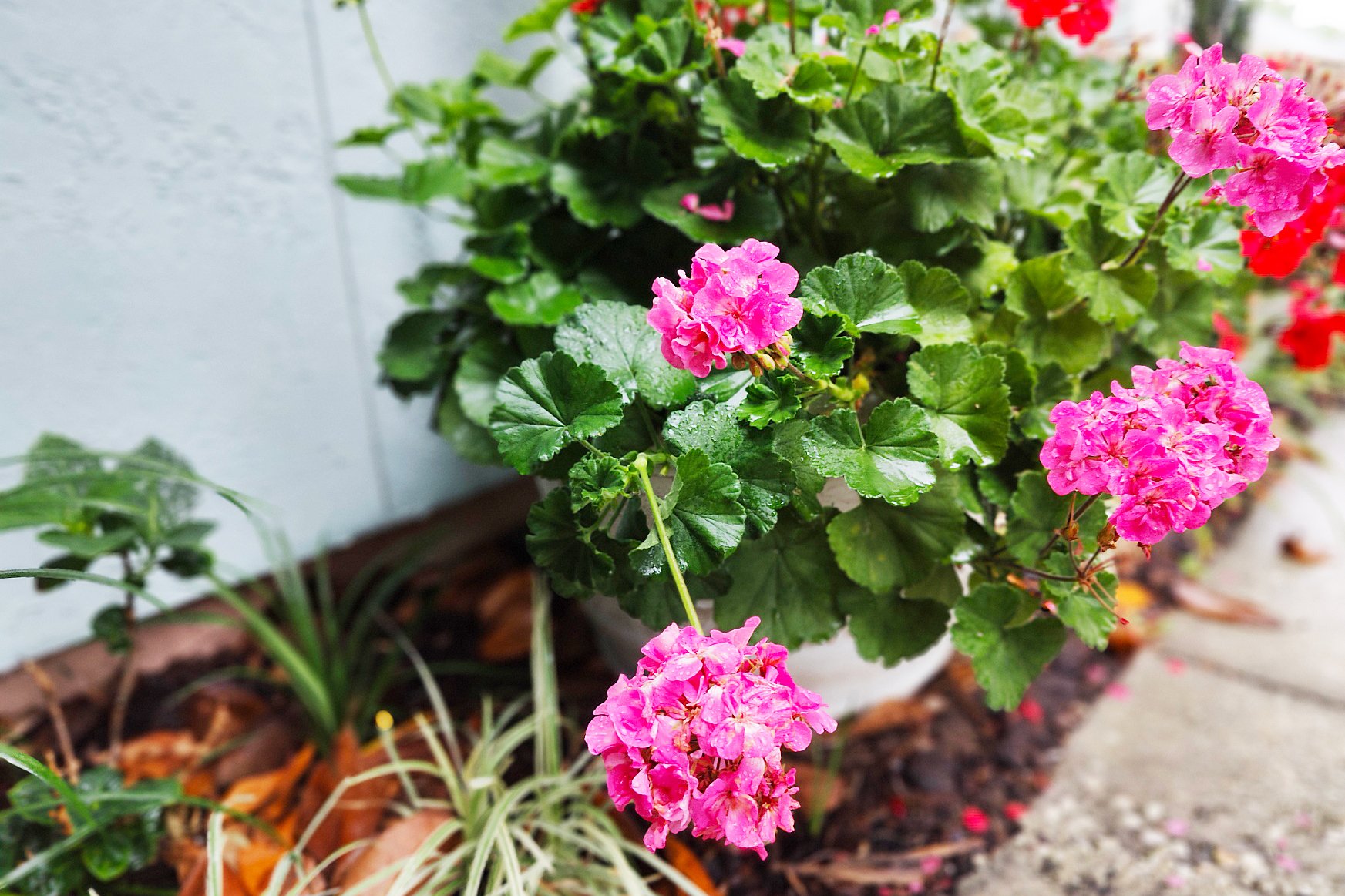 front garden pink geranium